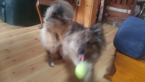 Pomeranian/sheltie Listing Image