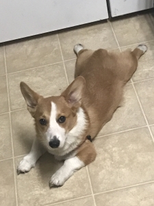 Stud dog  Listing Image