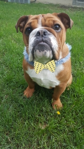 English Bulldog available for Stud Listing Image