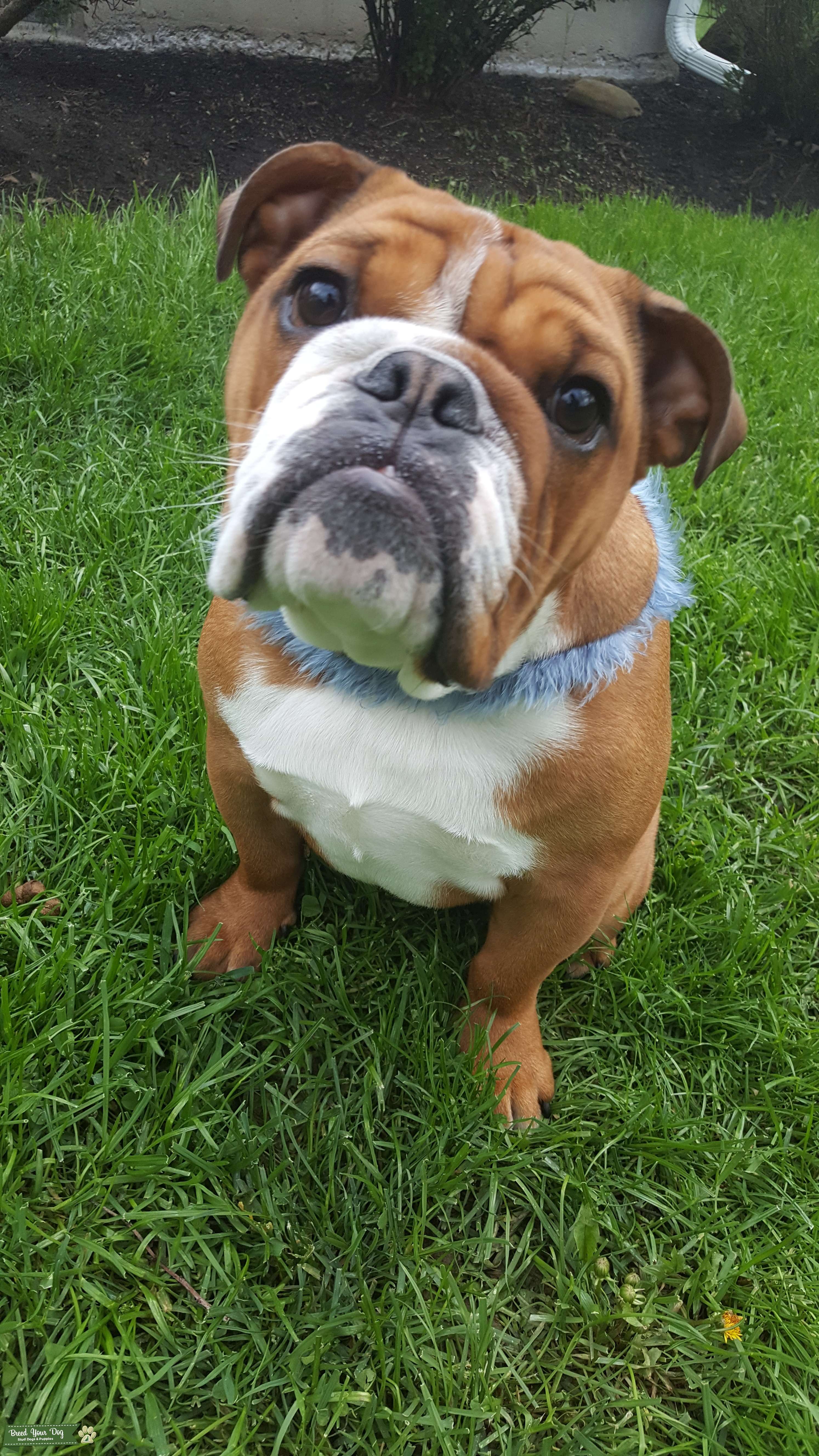 Stud Dog English Bulldog available for Stud Breed Your Dog