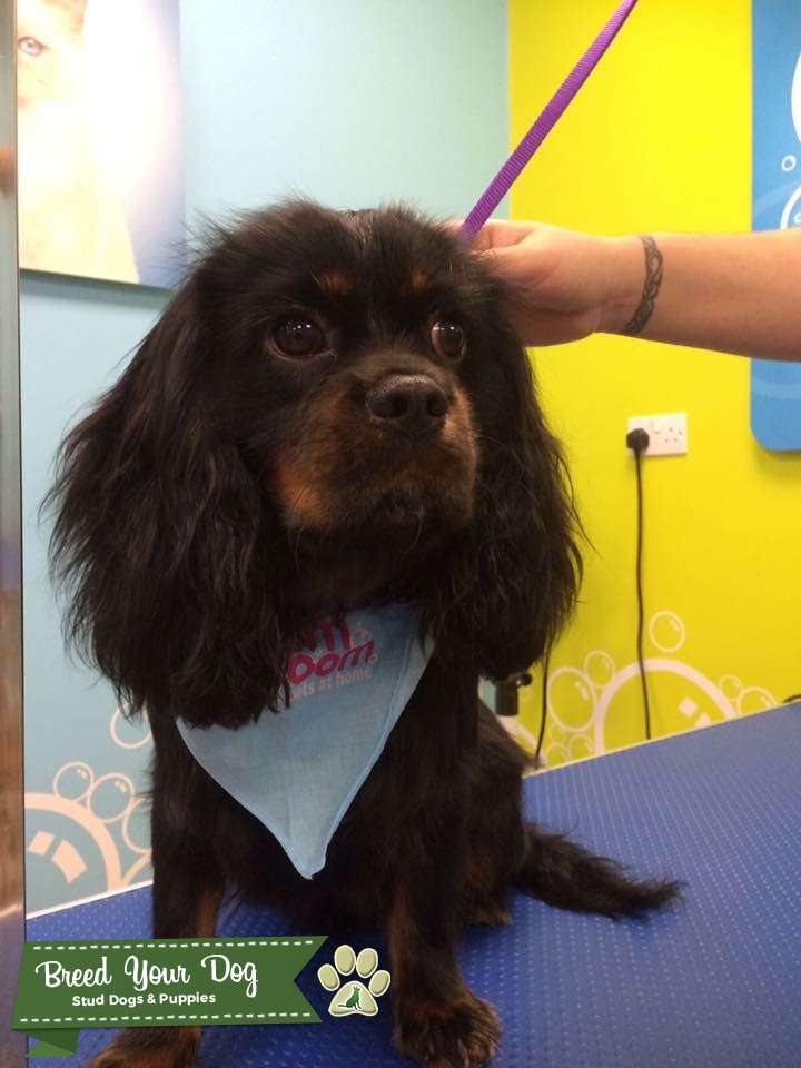 Caviler King Charles Spaniel for stud. Stud Dog in Rhondda Cynon taff