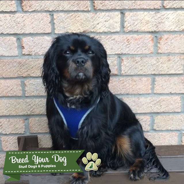 Caviler King Charles Spaniel for stud. Stud Dog in Rhondda Cynon taff