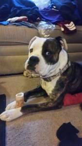 Brindle American Bulldog Listing Image
