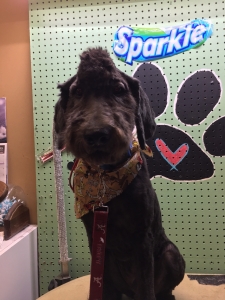 F1B Black Golden Doodle Listing Image