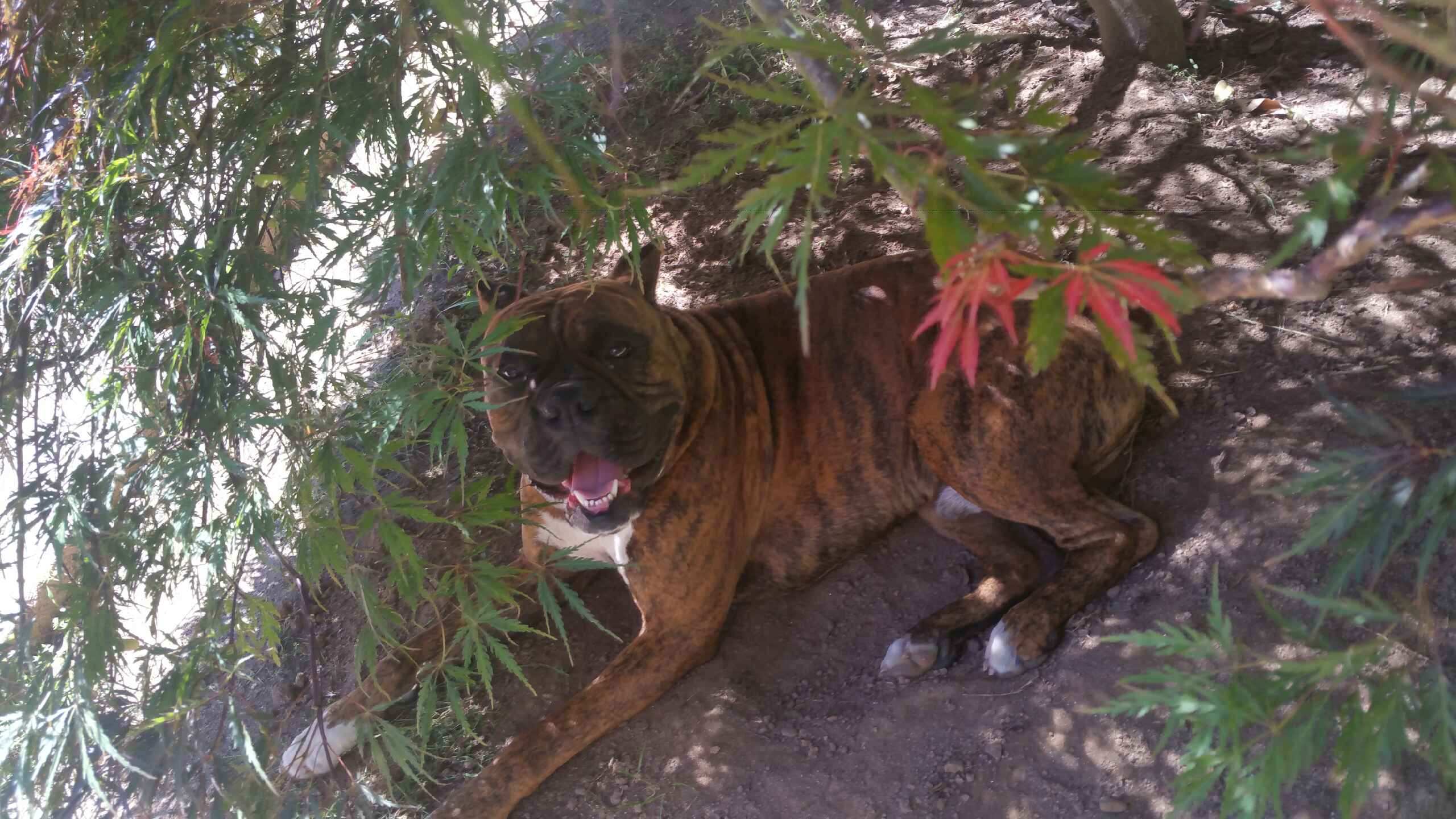 Full Brindle Boxer - Stud Dog in North Carolina , United States | Breed ...