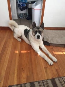 Want to Stud beautiful Male Registered Akita  Listing Image