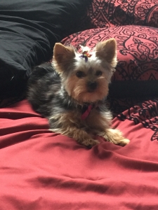 Teacup Morkie Female Listing Image