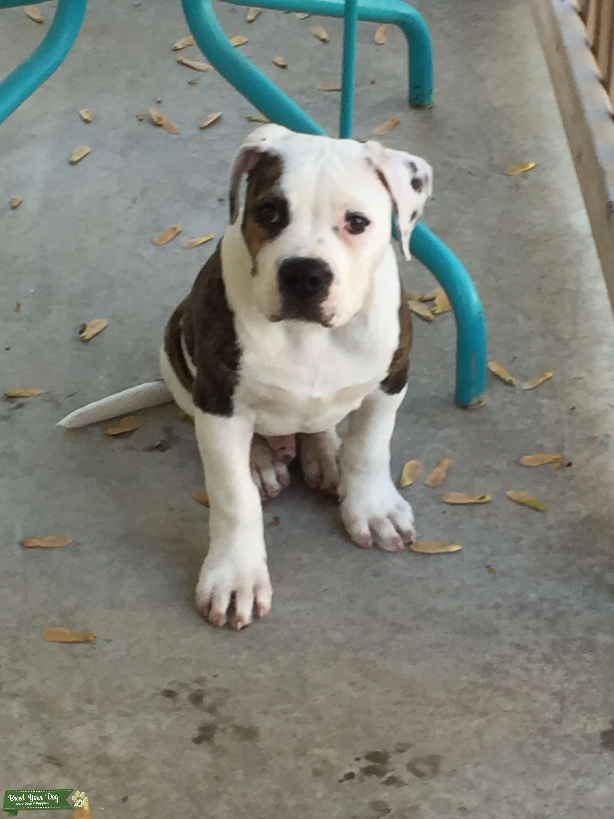 Stud Dog Stud White/Brindle American Bulldog Breed