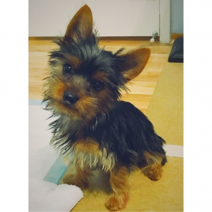 Young Yorkie Stud Available to Breed soon Listing Image