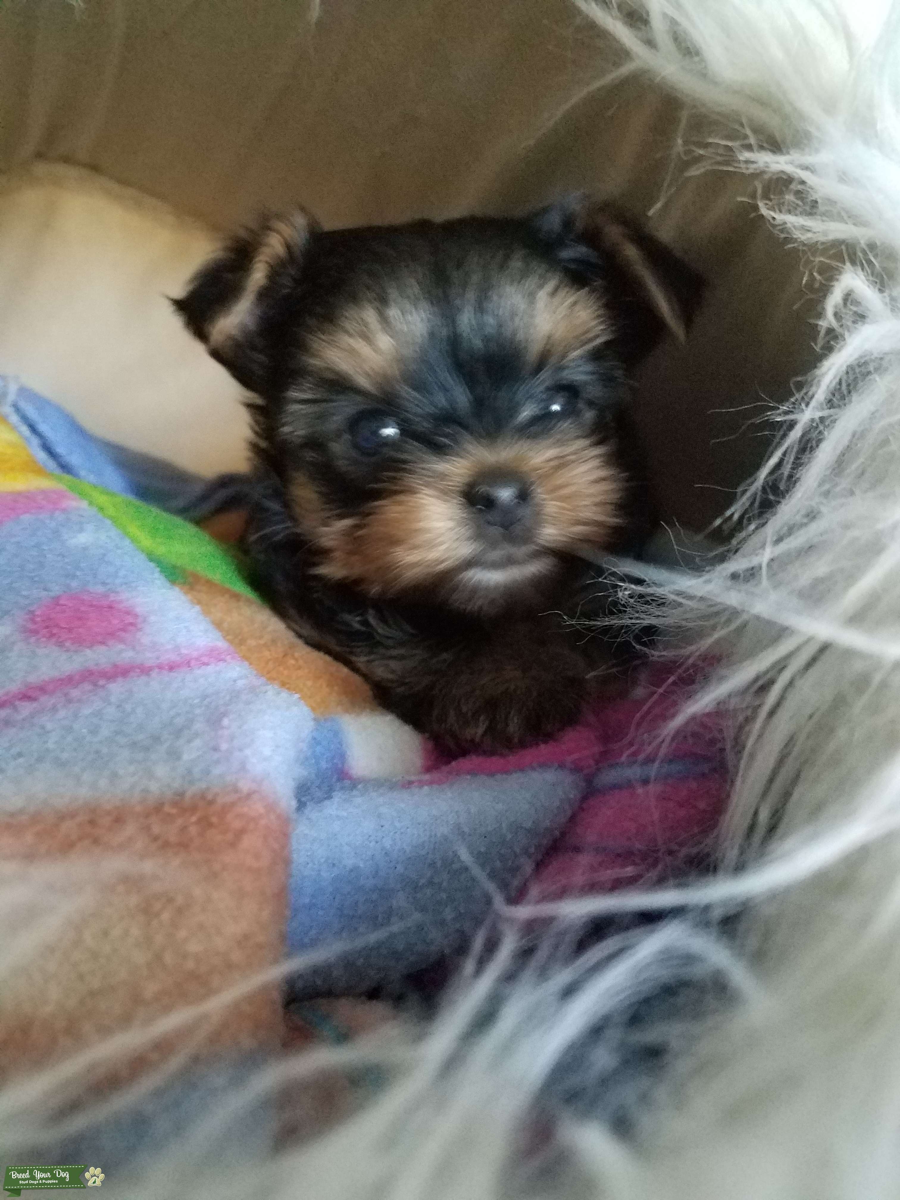 Pure breed yorkie female Stud Dog in Kentucky, the United States