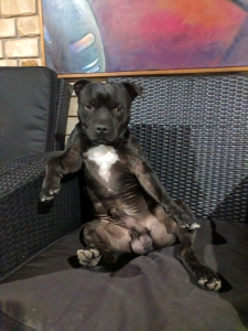 pure white english staffy