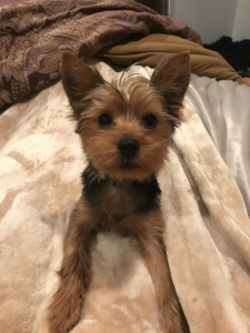Looking to breed my teacup yorkie  Listing Image