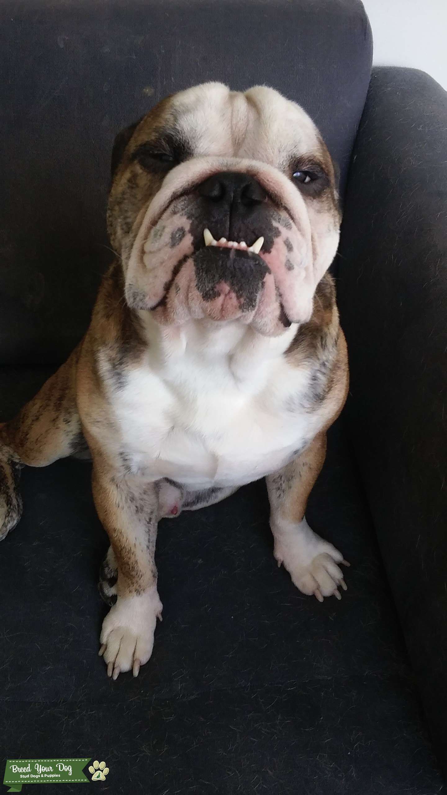 English bulldog for stud service Stud Dog in Florida, the United