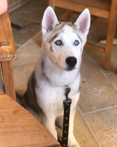 Male dog looking to find a Female to breed with Listing Image