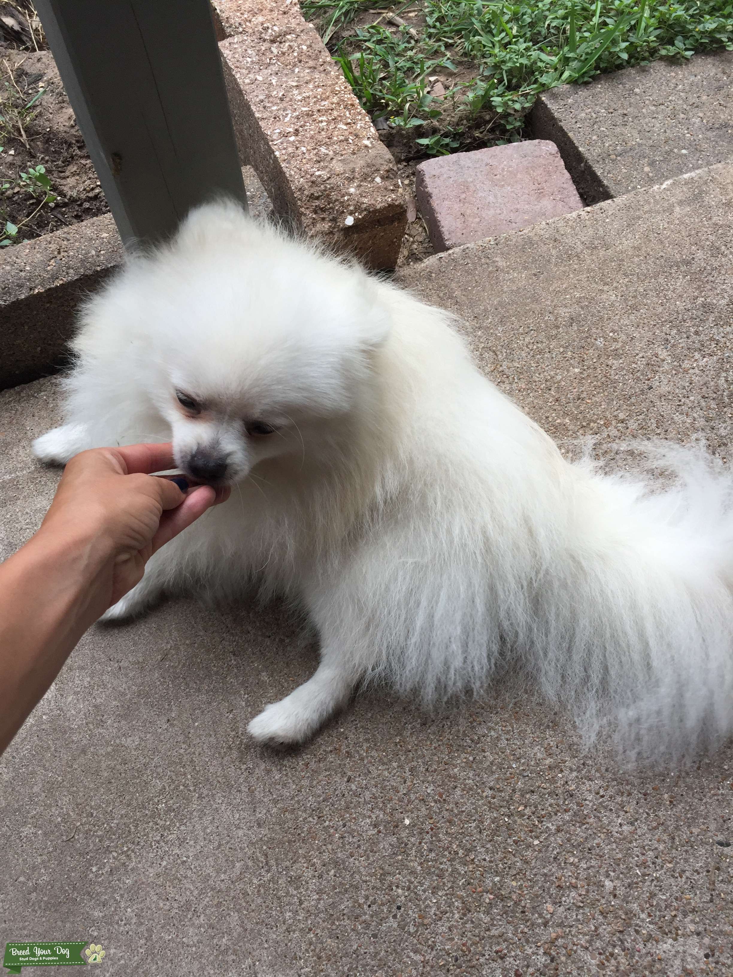White Full blooded registered Pom Stud Dog in Florida , the United