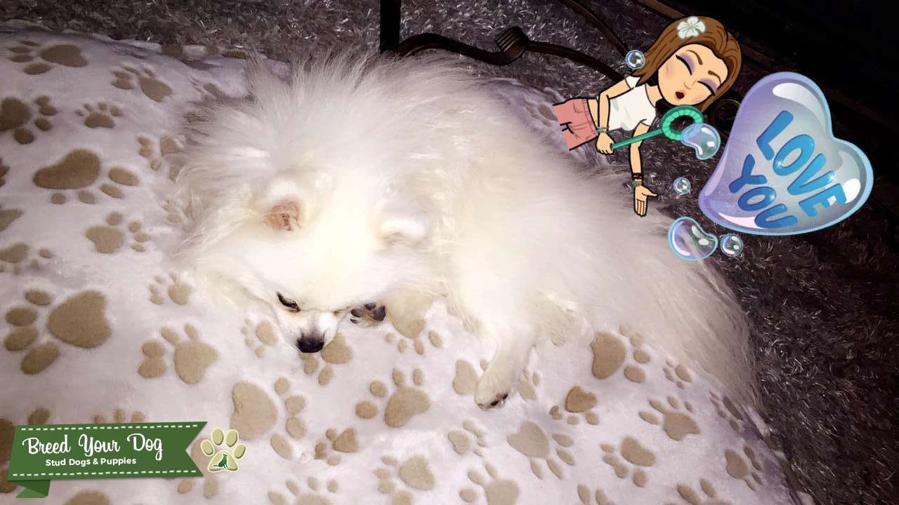 White Full blooded registered Pom Stud Dog in Florida , the United