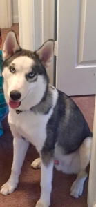  Looking to find a Purebred Husky Female to breed with Listing Image