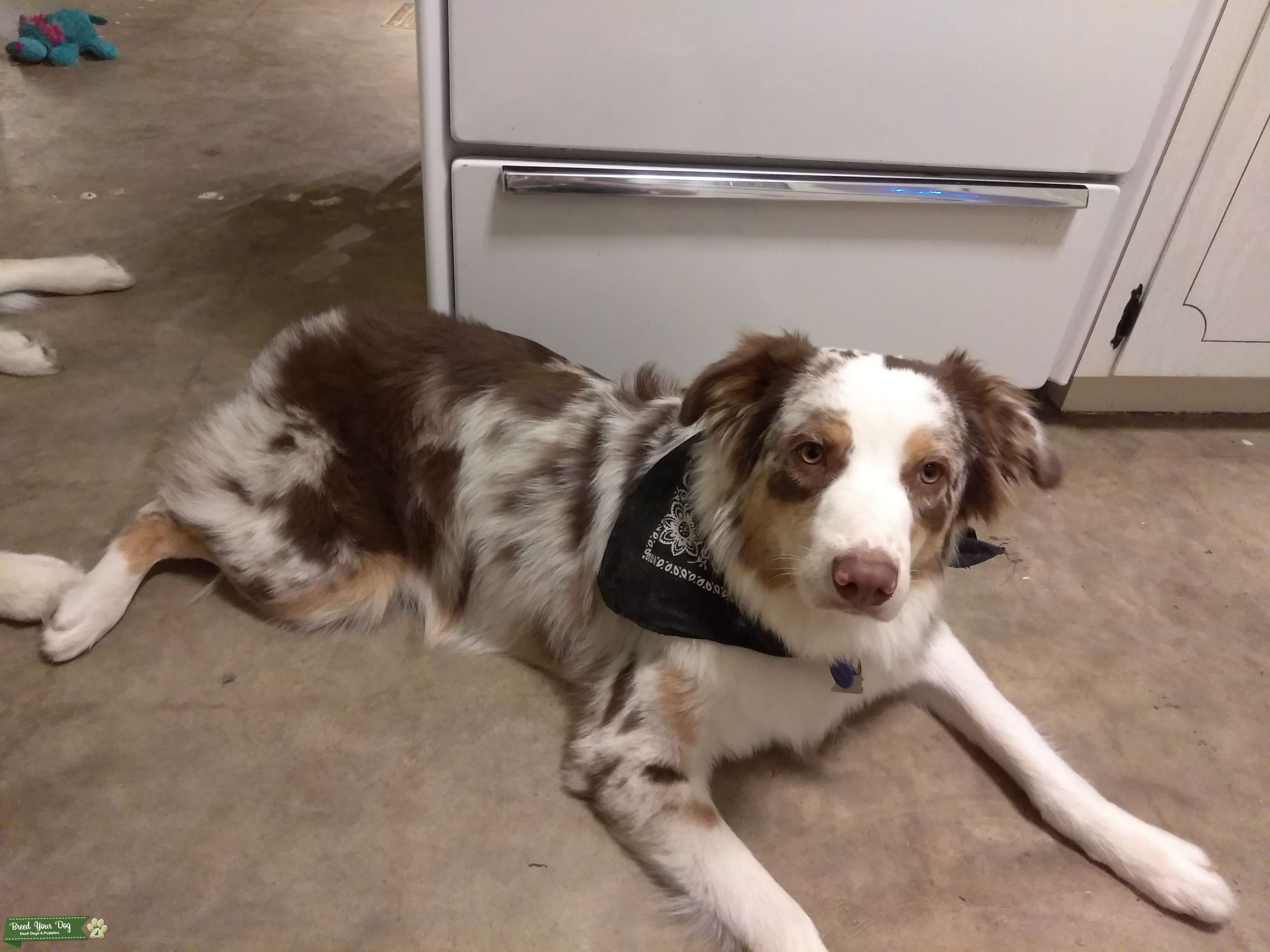 Red Merle Stud Stud Dog in Florida, the United States Breed Your Dog
