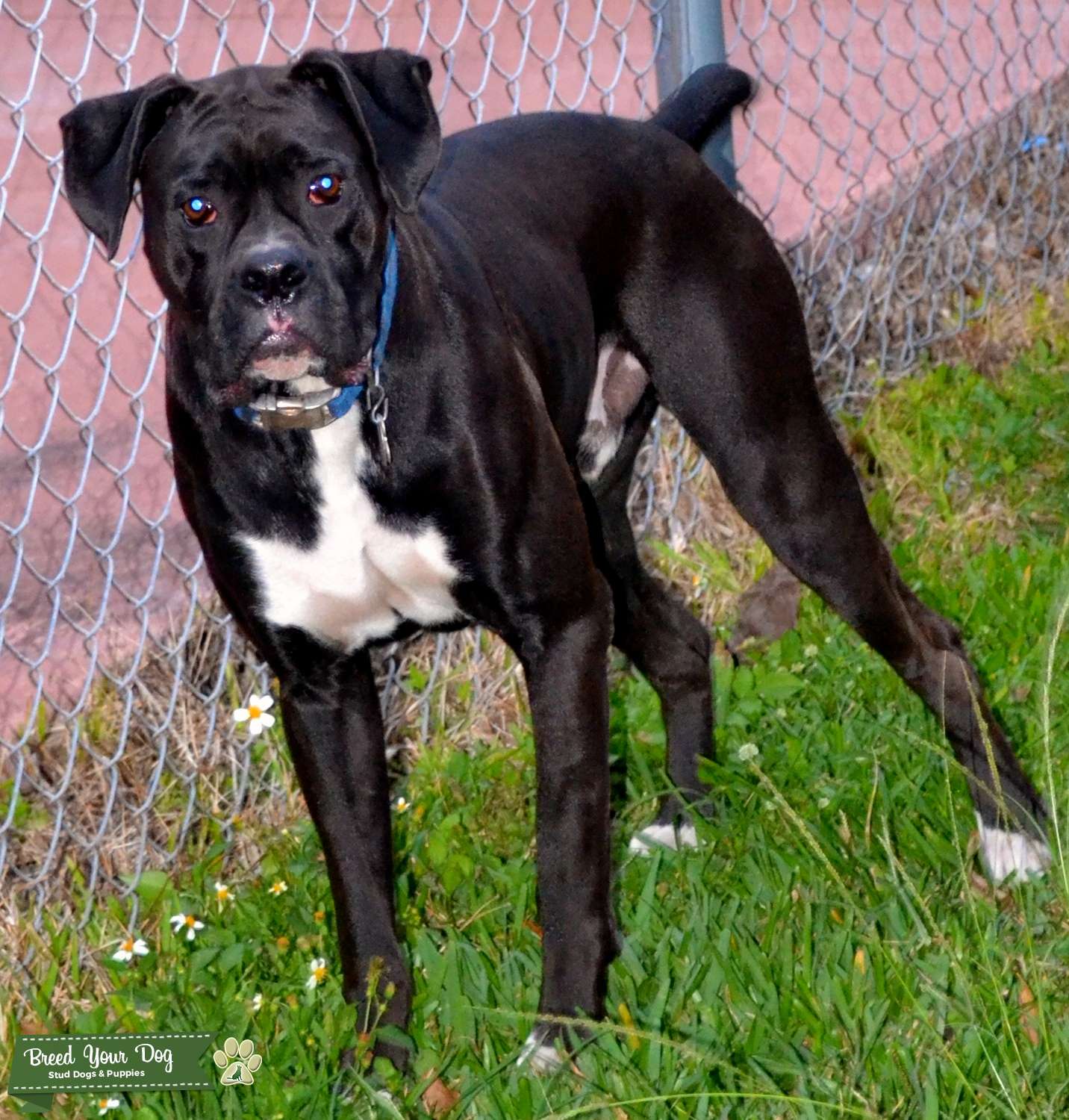 AKC/CKC Reverse brindle Stud Dog in Florida, Brazil Breed Your Dog