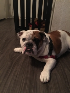 English bulldog  Listing Image