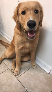 Handsome Golden Retriever Stud Listing Image