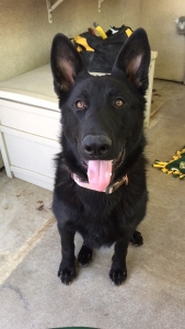 Black German Shepherd Stud Listing Image