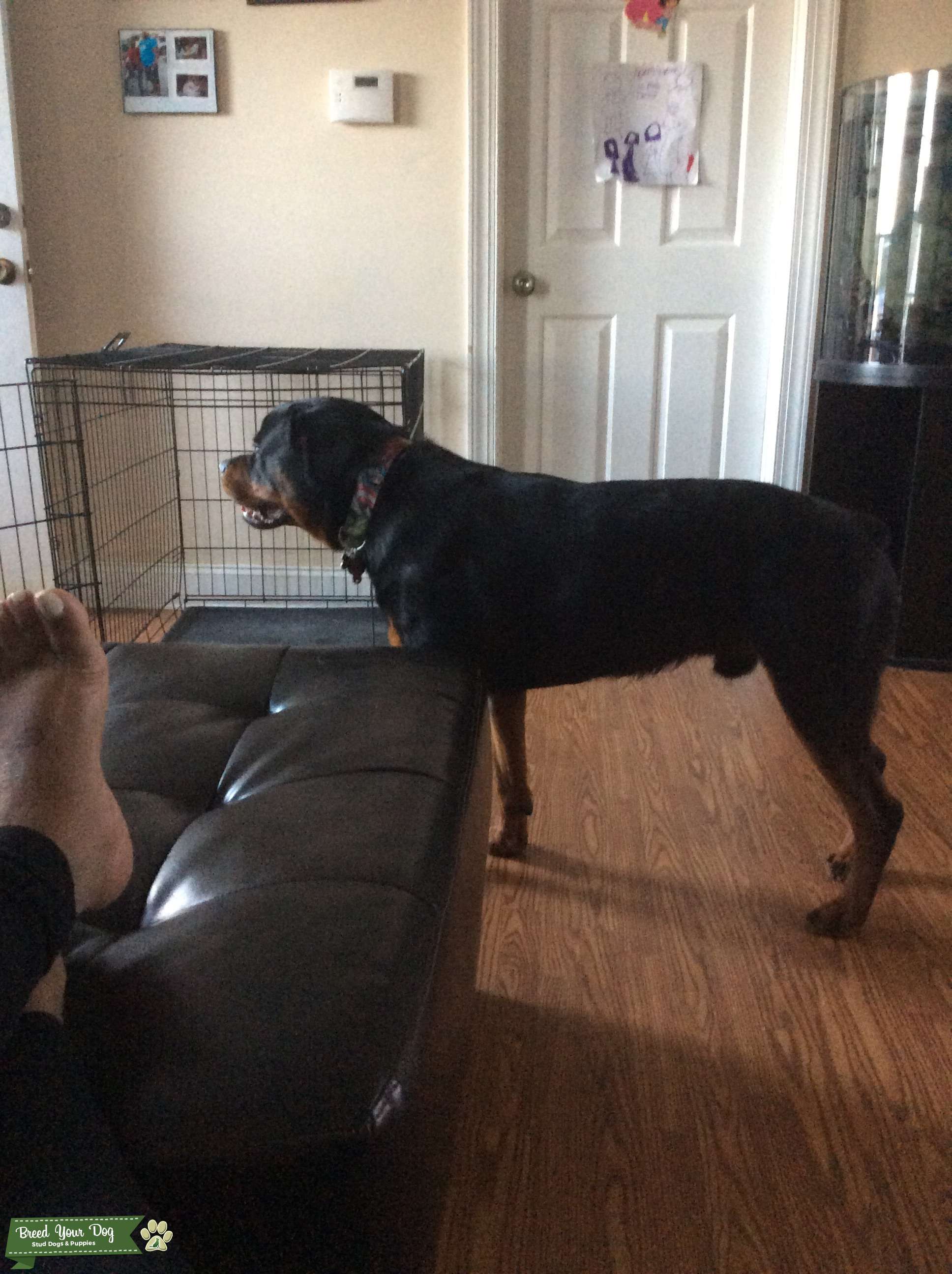 Stud Dog Male Rottweiler Stud Breed Your Dog