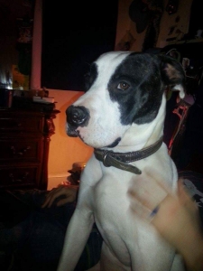 Beautiful American Bulldog Registered Listing Image
