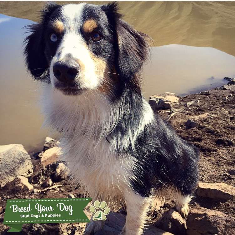 ASDR Miniature Australian Shepherd for stud Stud Dog Oregon Breed