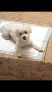 Stud Maltese dog looking for some to breed with Listing Image