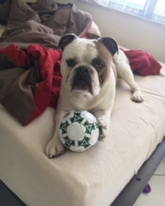 Olde English Bulldog Listing Image