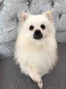 long nose pomeranian