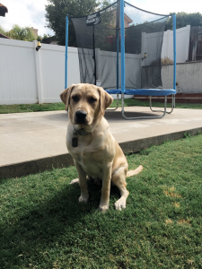Yellow Labrador Listing Image