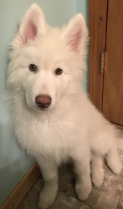 Ckc registered Siberian husky Listing Image