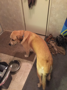 akbash/ golden lab looking to breed into pure breed puppies since it is extremeley rare Listing Image