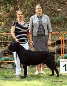 Stud Dog Handsome Boy Cane Corso Looking For A Girl For