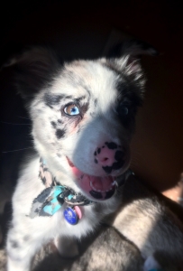 Blue Merle looking to mate with in a year Listing Image