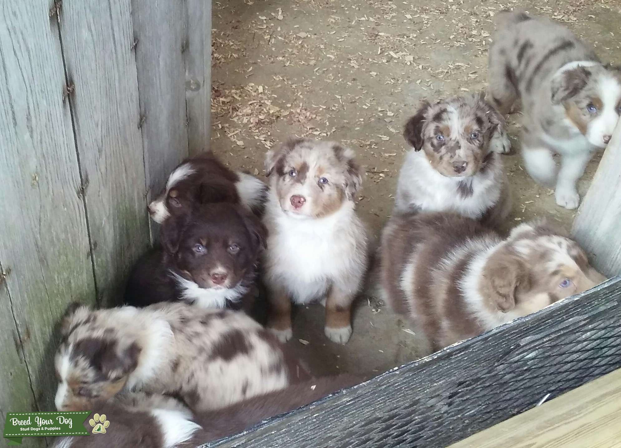 Red Merle Australian Shepherd Stud Stud Dog in San Francisco Bay Area