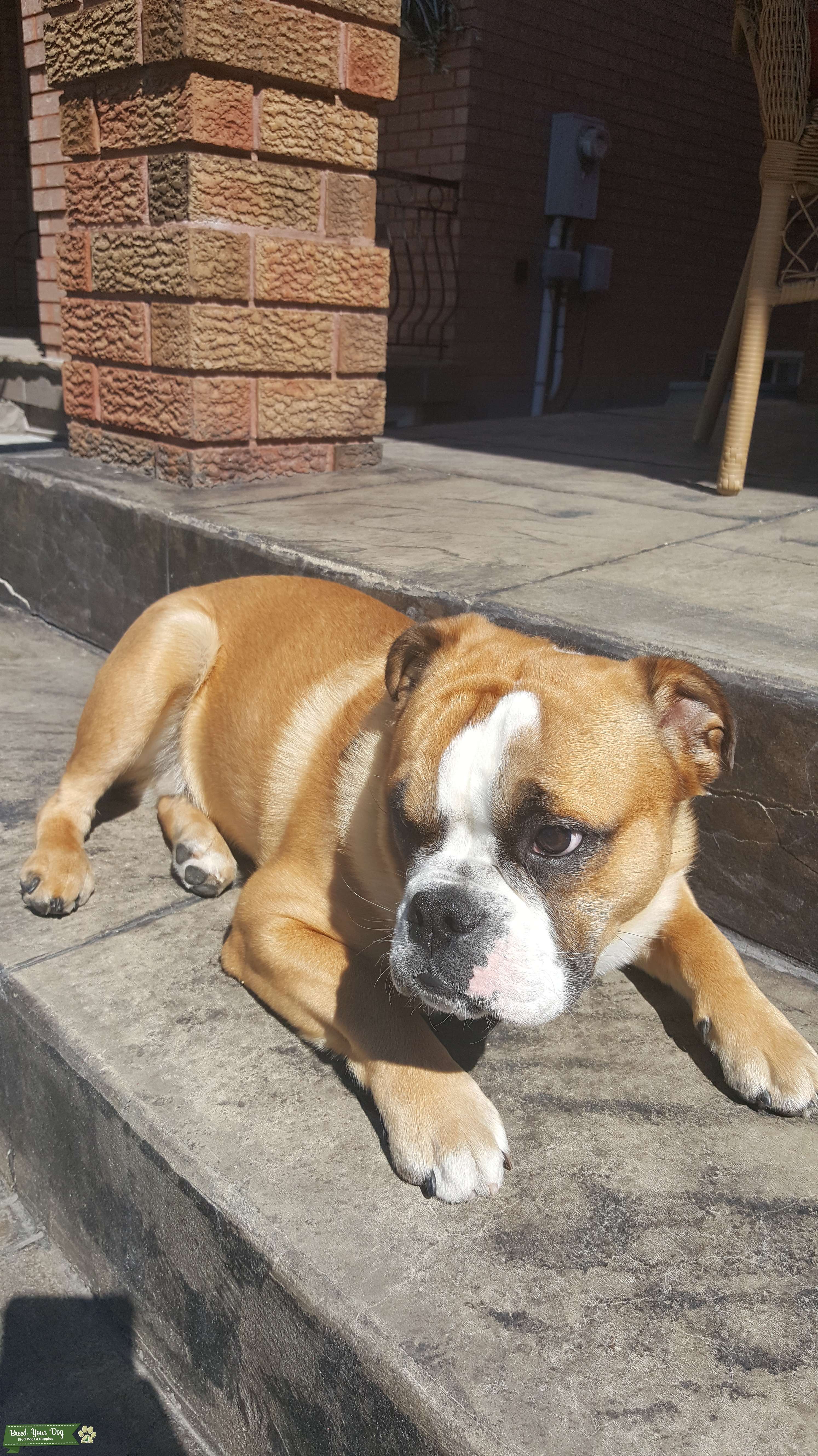 Miniature English bulldog Stud Dog in Vaughan, United States Breed
