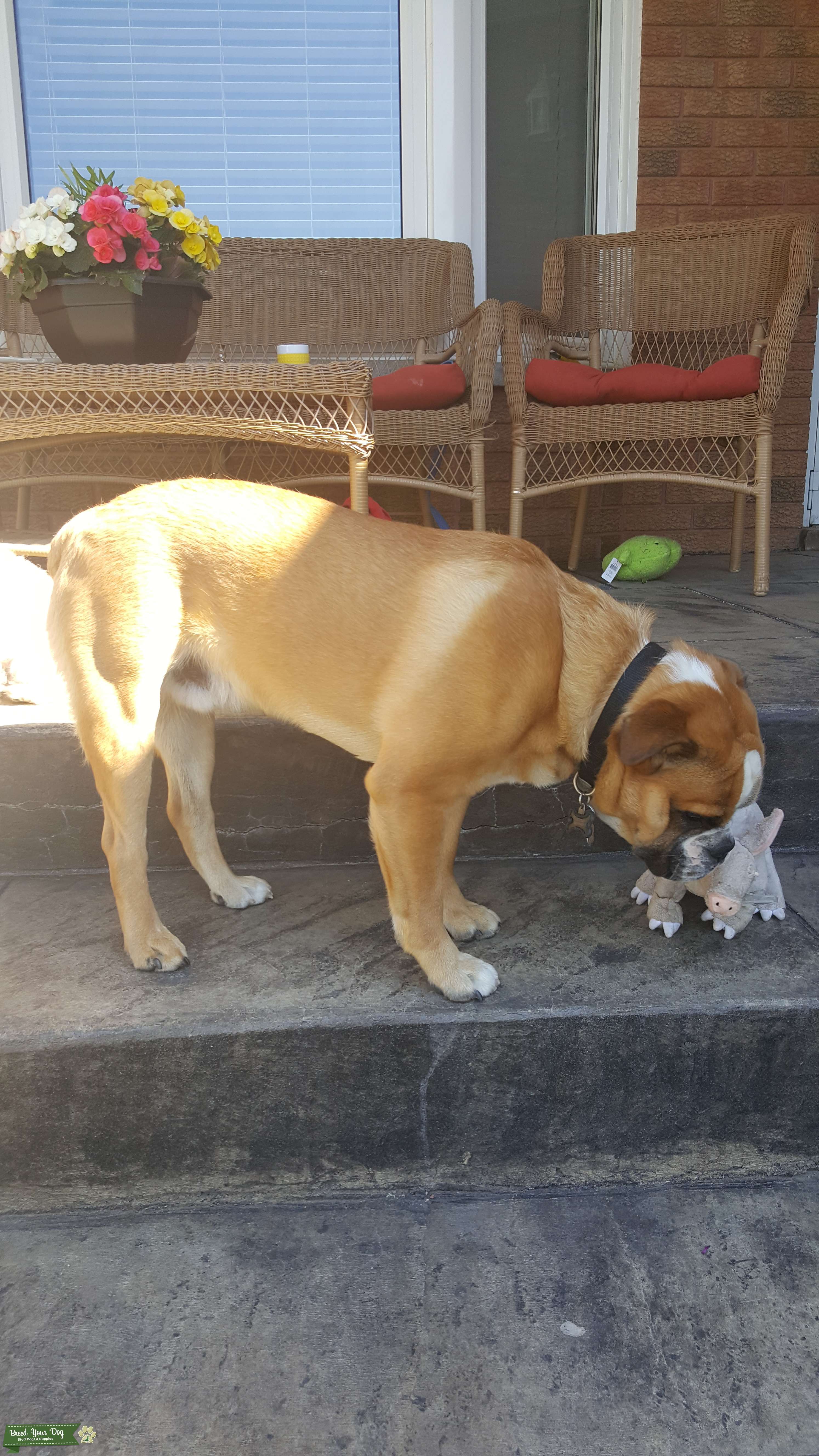 Miniature English bulldog Stud Dog in Vaughan, United States Breed