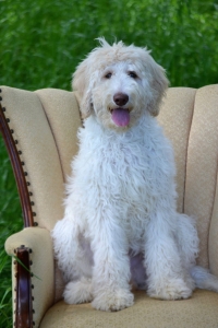 F2B labradoodle stud  Listing Image