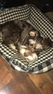 Miniture Schnauzer Liver/Tan Listing Image