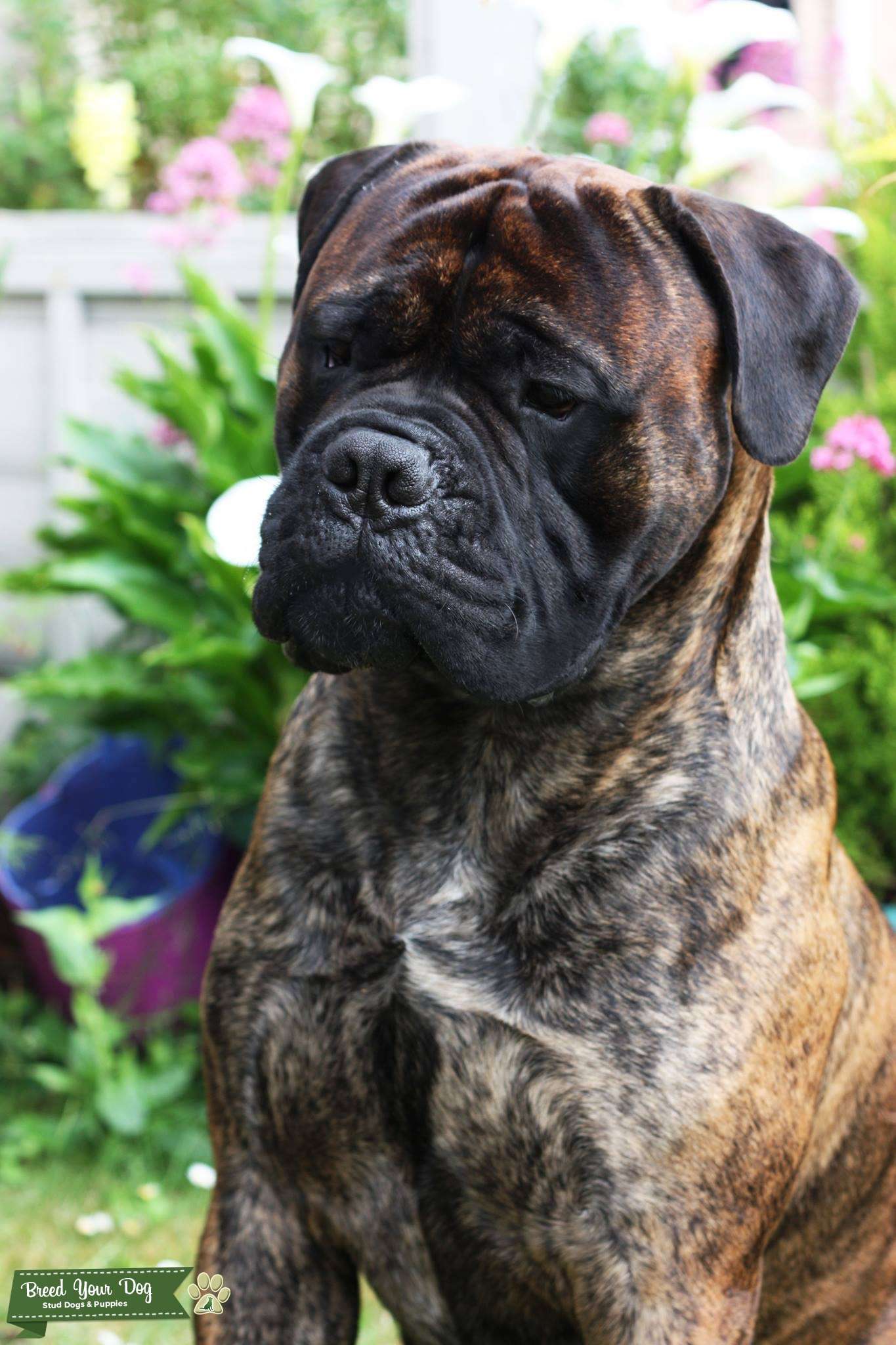 Health tested Bullmastiff stud dog Stud Dog Hampshire Breed Your Dog