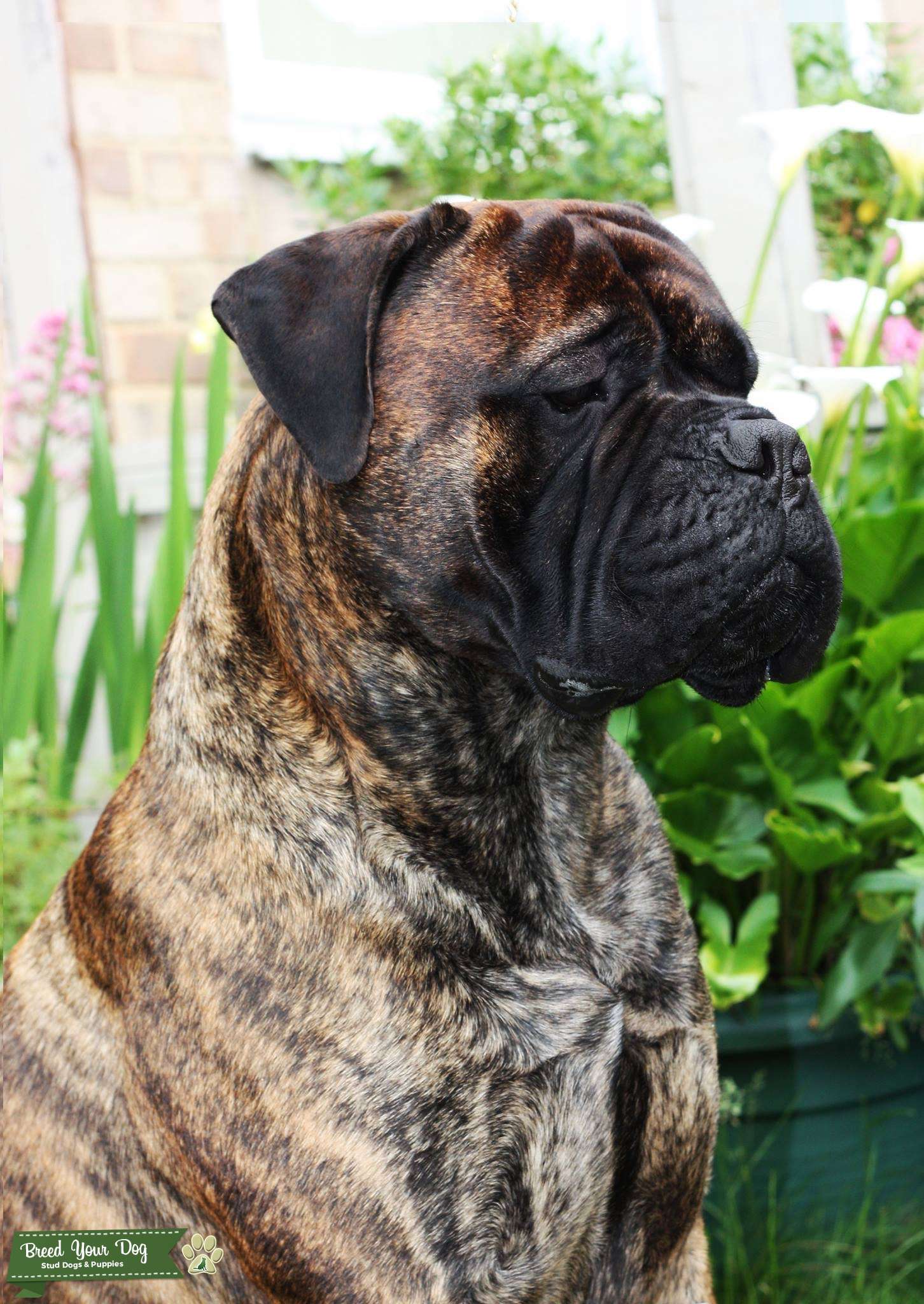 Stud Dog Health tested Bullmastiff stud dog Breed Your Dog