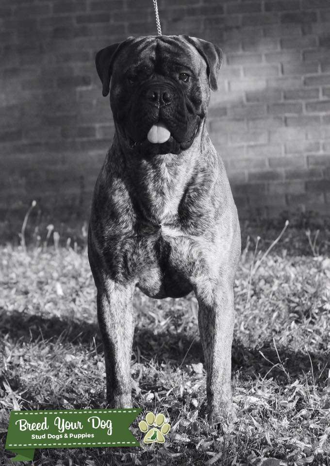 Health tested Bullmastiff stud dog Stud Dog in Hampshire, the United