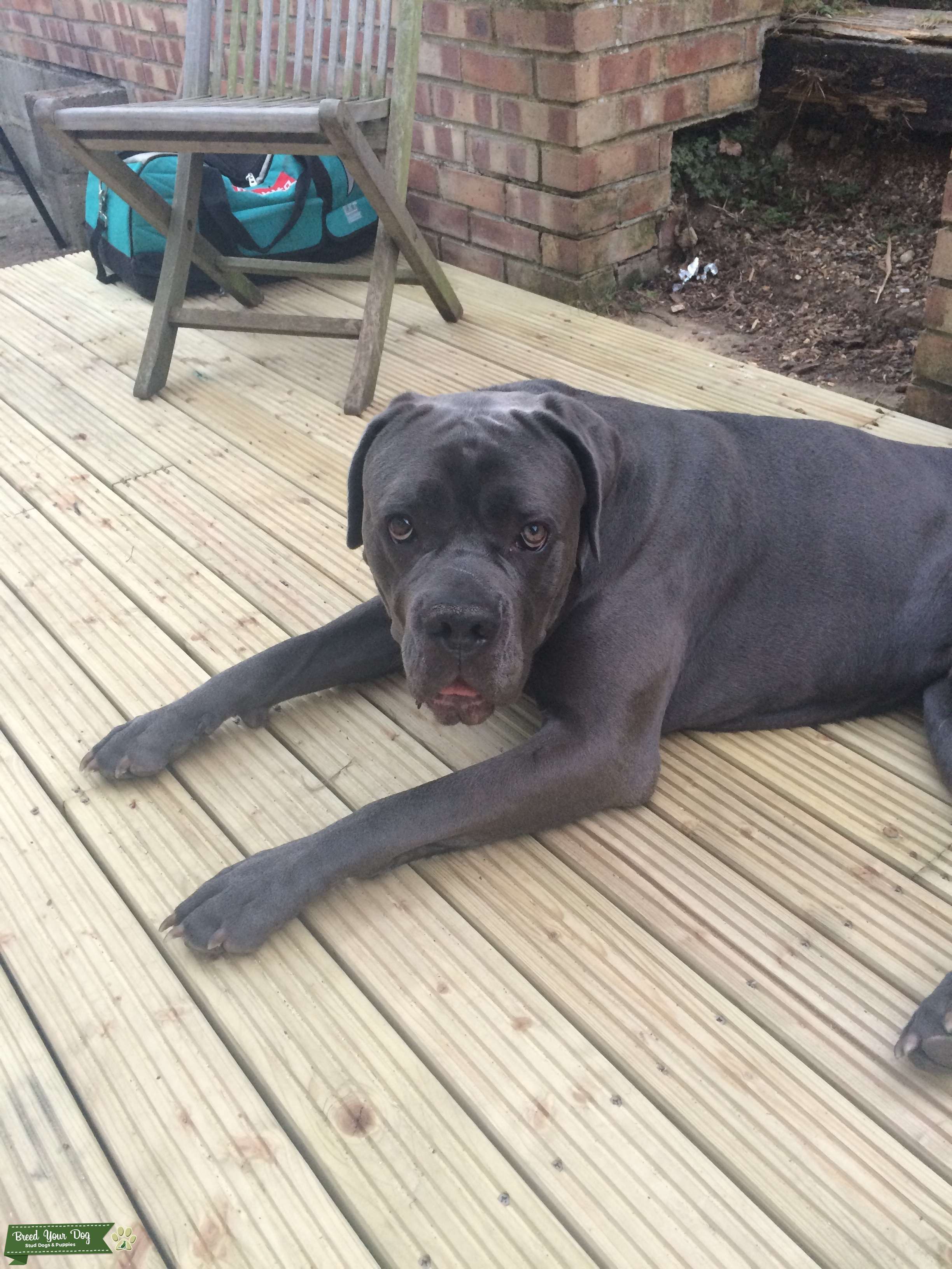 Cane Corso stud Stud Dog in Kent, India Breed Your Dog