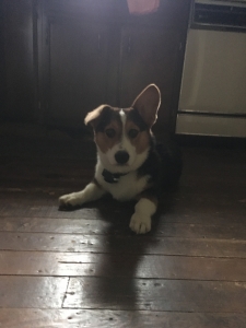 Akc stud male welsh corgi  Listing Image