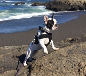 AKC French Bulldog Stud Listing Image