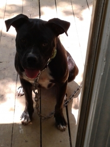 Male Boxer Listing Image