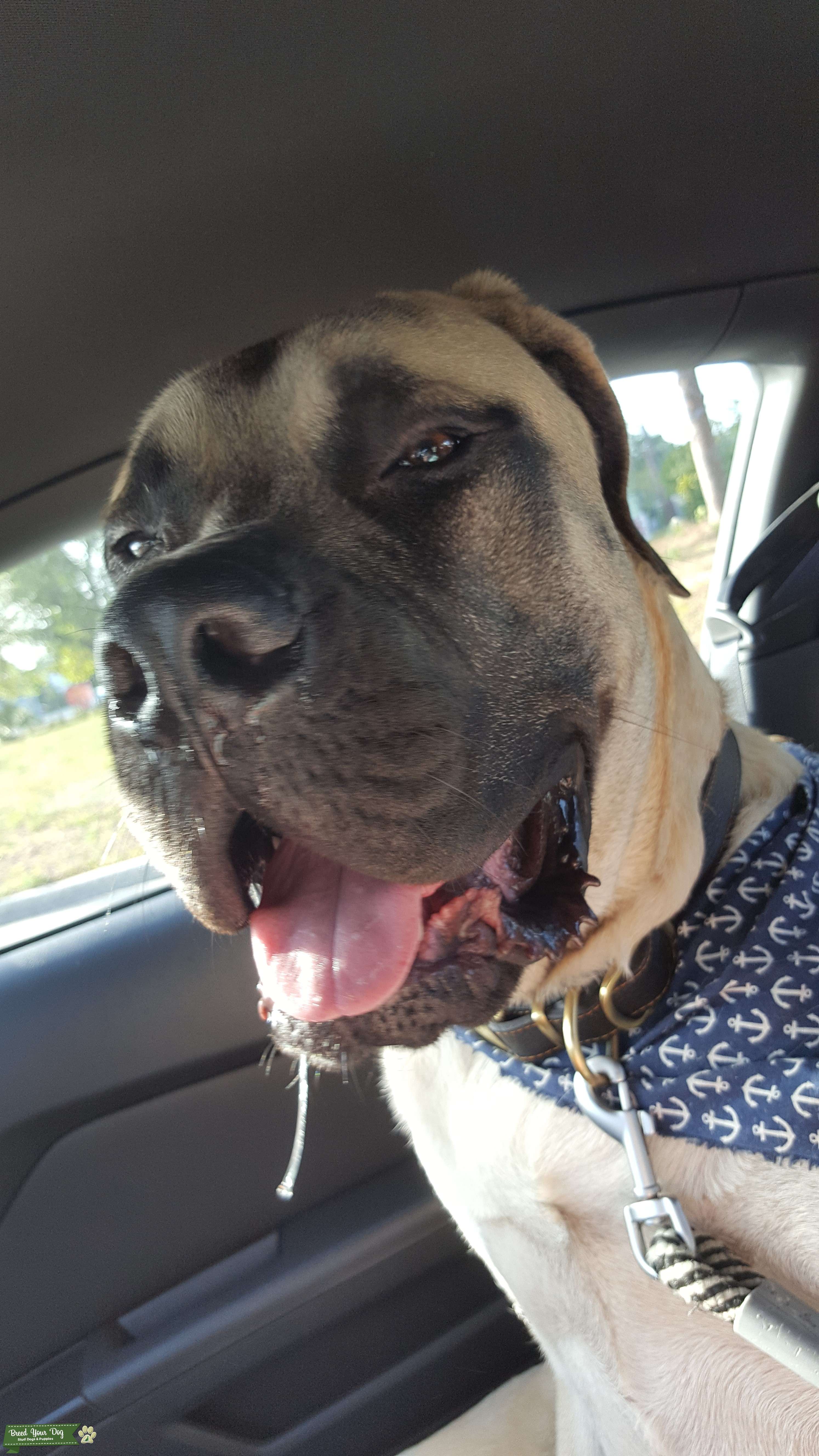 Stud Dog - Handsome Male Mastiff - Breed Your Dog